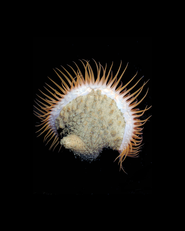 Une anémone de mer de toute beauté appelée Actinoscyphia aurelia