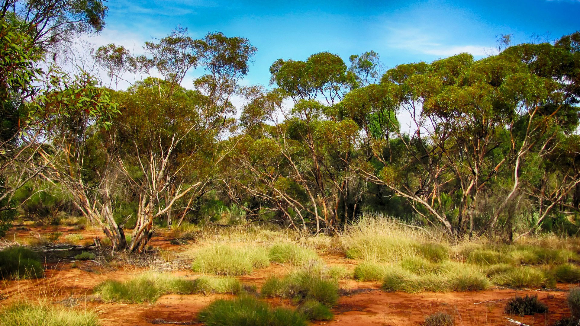 Forêt d'eucalyptus en Australie