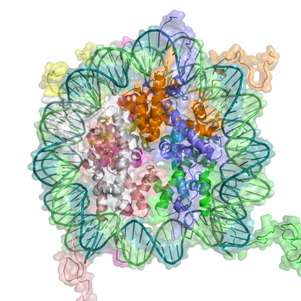 Les nucléosomes, des ensembles de protéines
