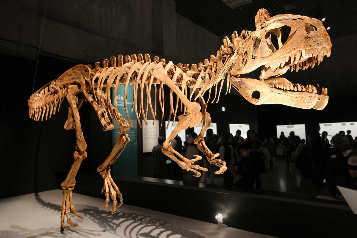 Squelette de Cryolophosaurus