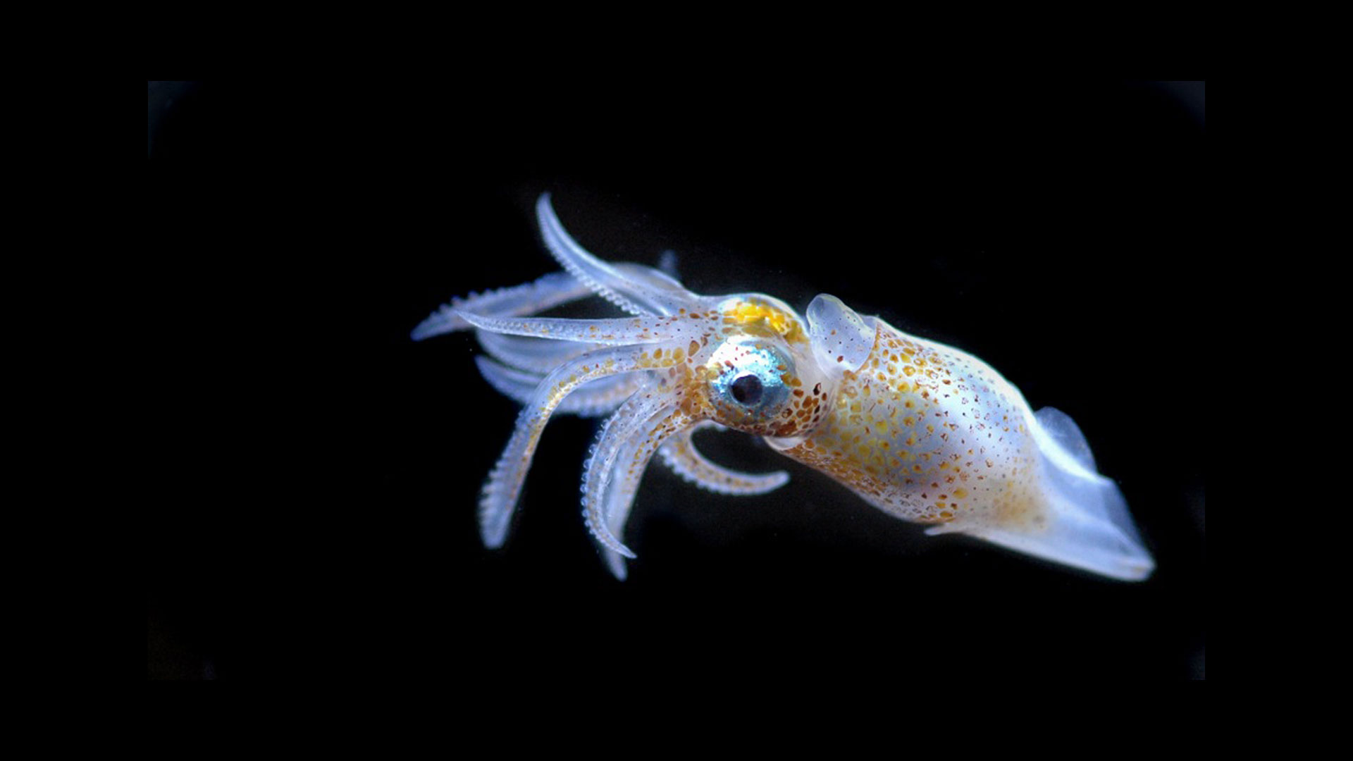 Larve de calamar. Organisme marin (Larve de calamar) © C.Guiguand/Tara Oceans