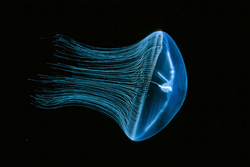 La méduse Mitrocoma cellularia