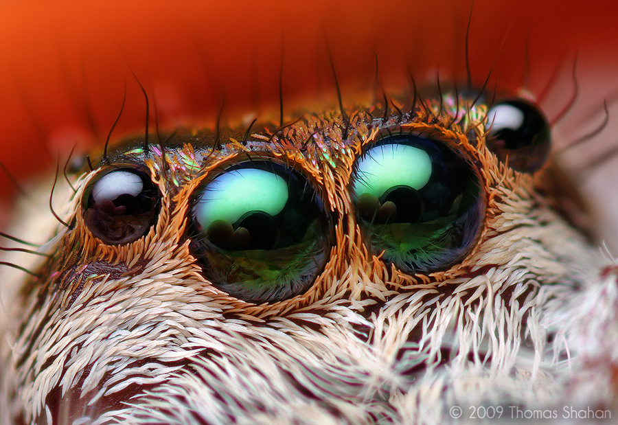 Les yeux de l'araignée Paraphidippus aurantius
