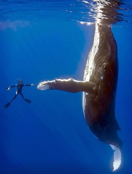 Baleine et homme, une différence de taille !