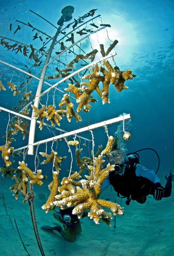 Une nurserie de coraux