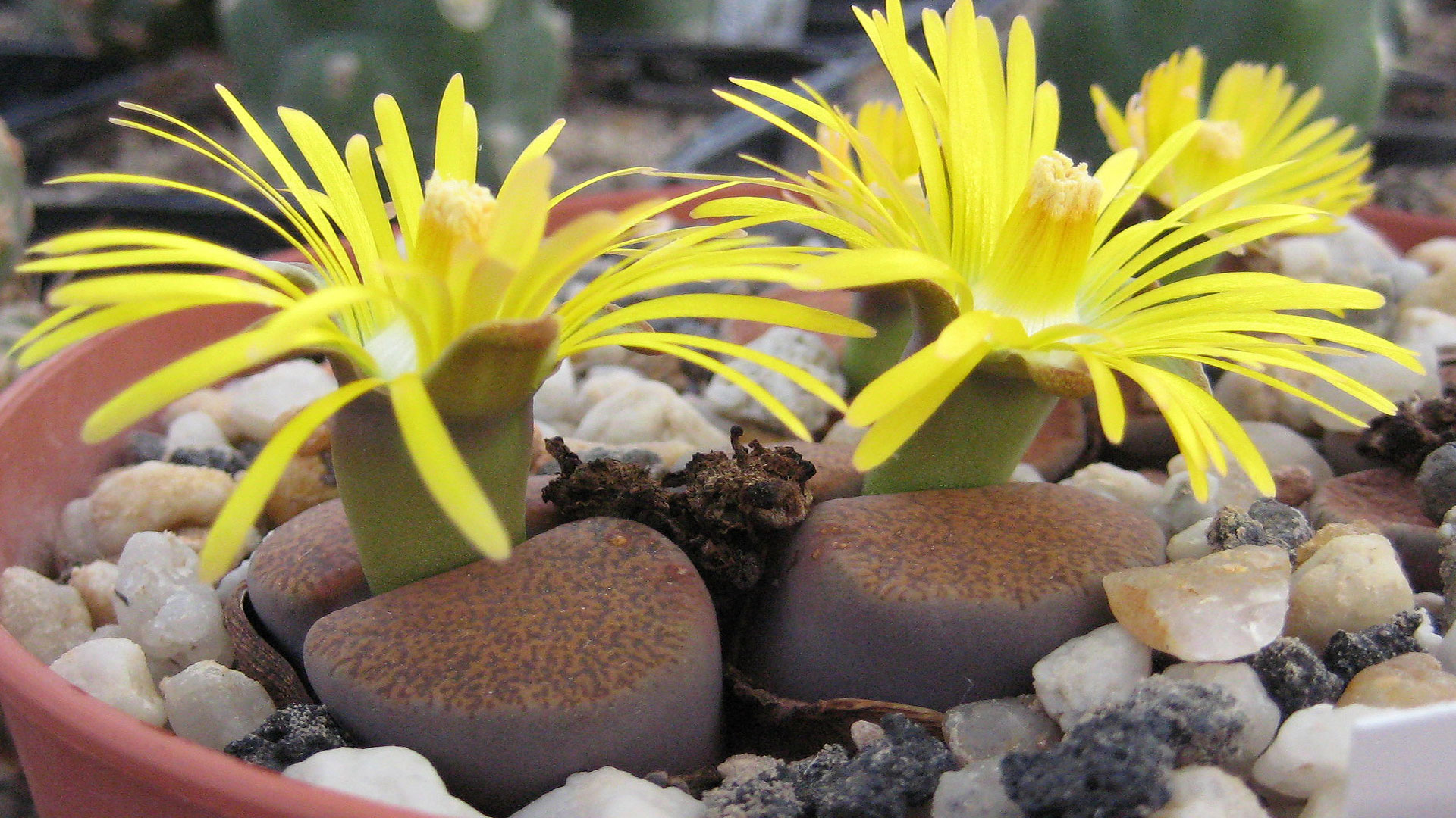 Lithops lesliei ssp.. Lithops lesliei ssp. lesliei v. mariae Cole-Nr. 141 in Kultur. © Michael Wolf, CC by-sa 3.0