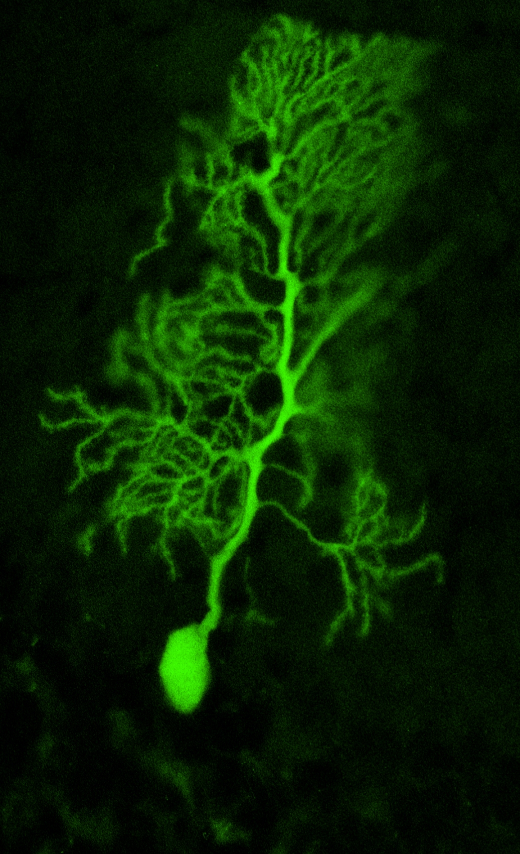 Les cellules de Purkinje, des neurones du cervelet