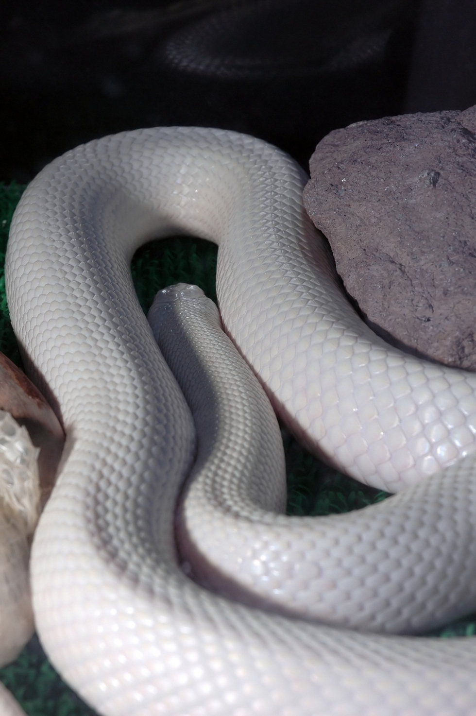 Magnifique serpent albinos