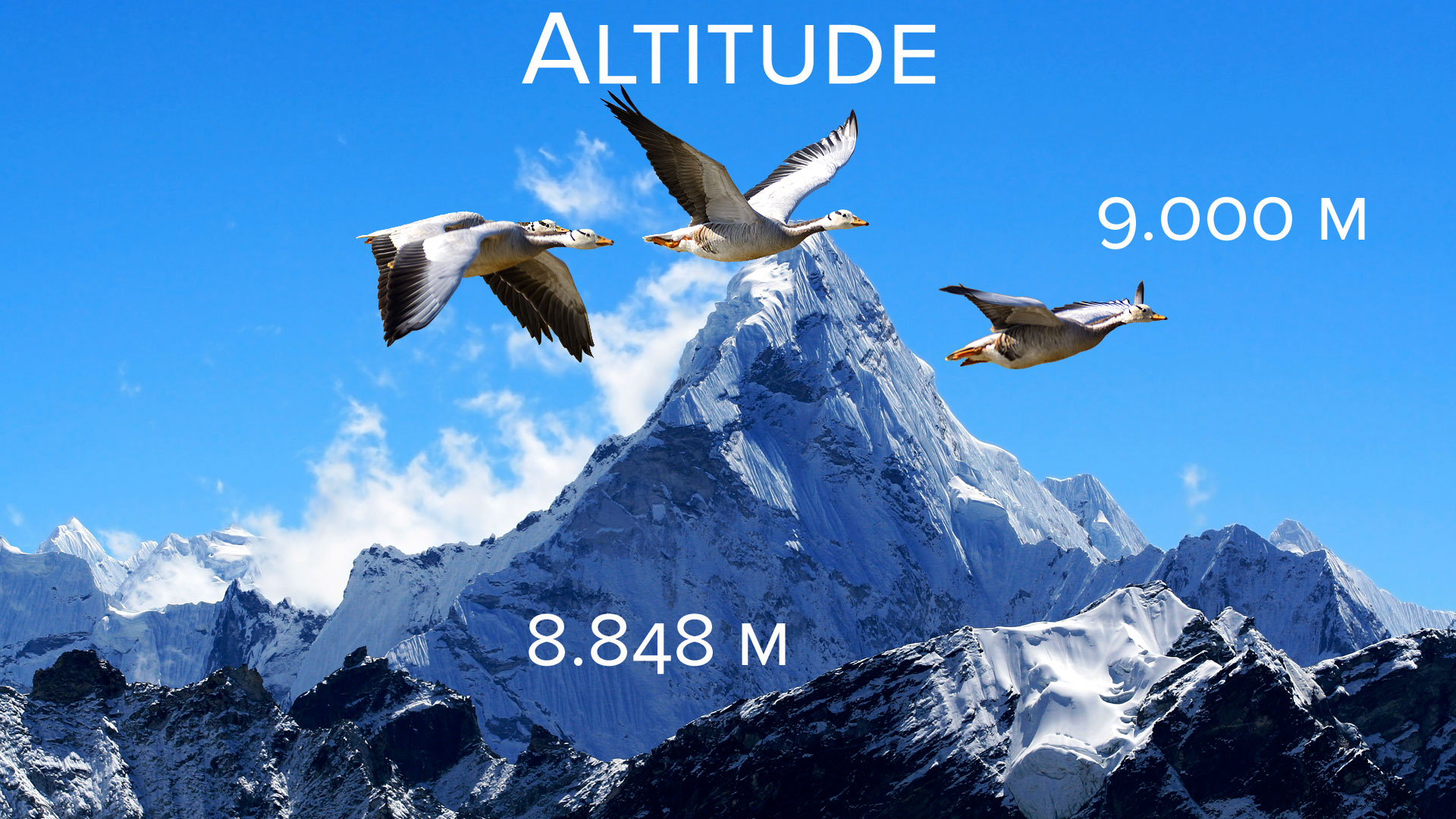 Altitude : les oies à tête barrée dépassent l’Everest