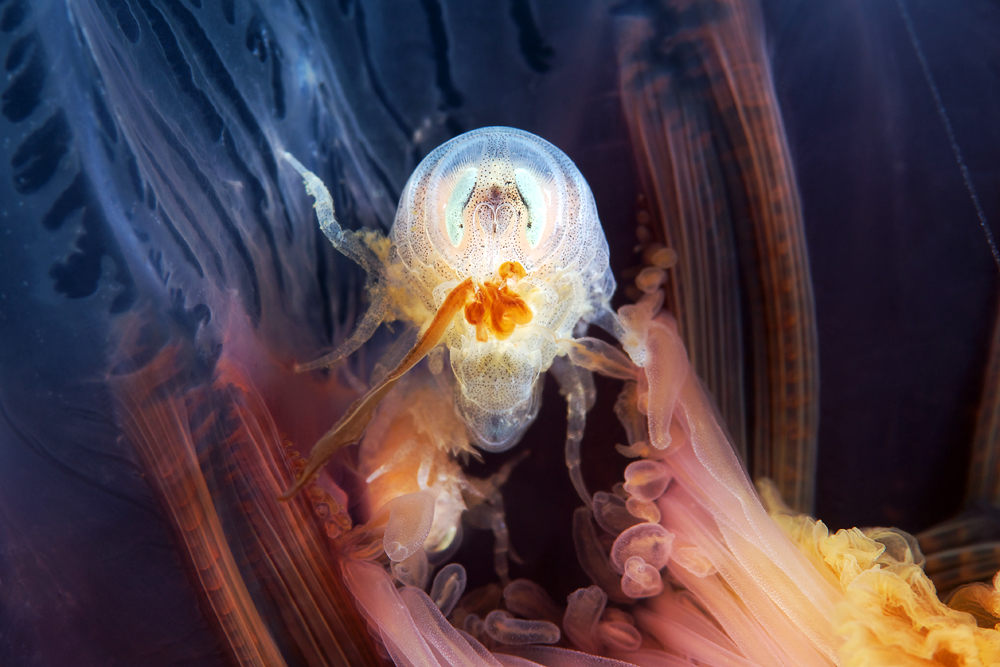 Le parasite de méduse : Hyperia galba