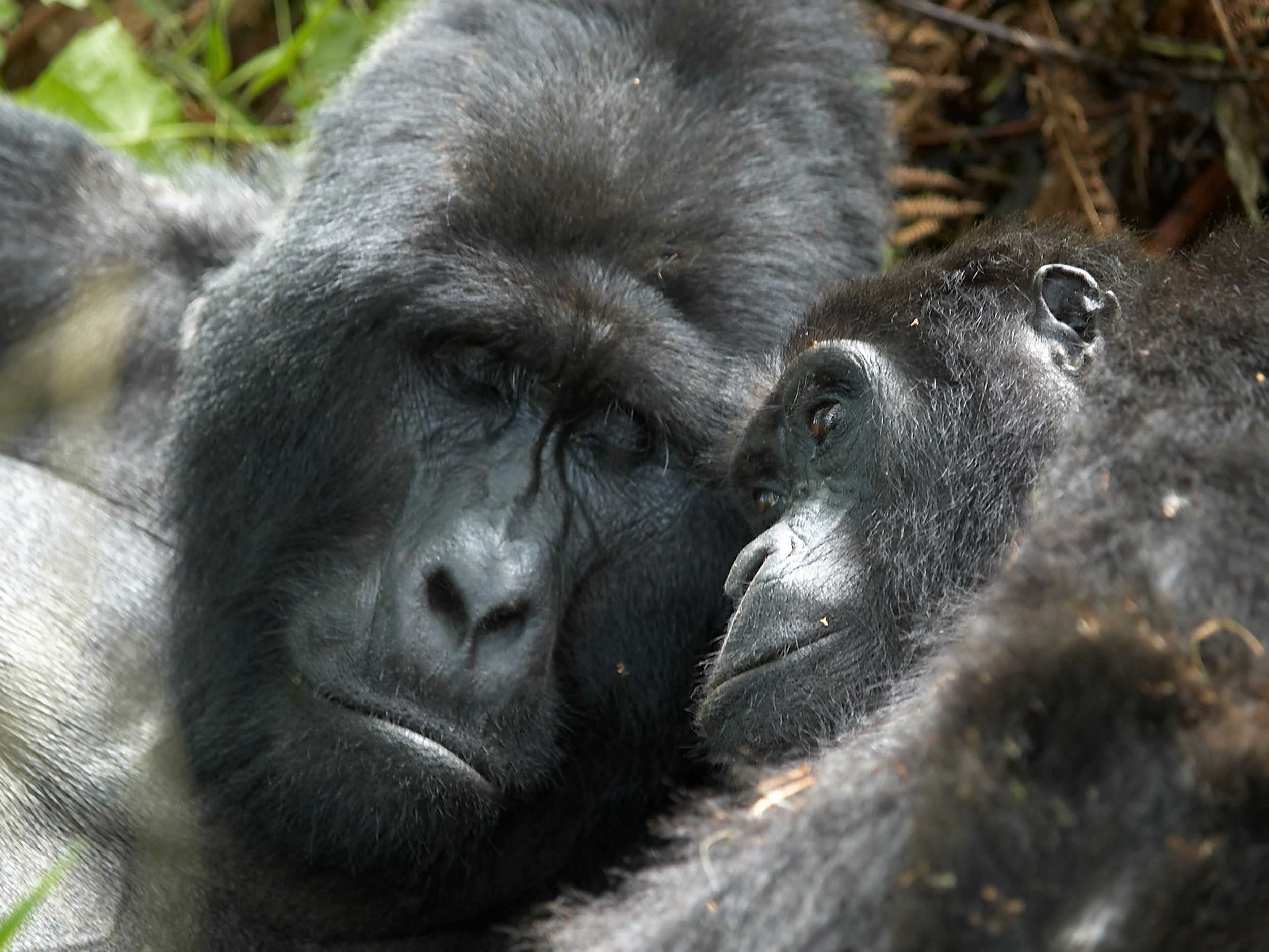 Reproduction : le gorille, pas forcément une bête de sexe