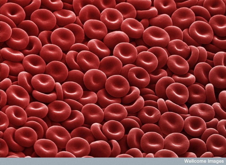 Les globules rouges, des cellules sans noyau