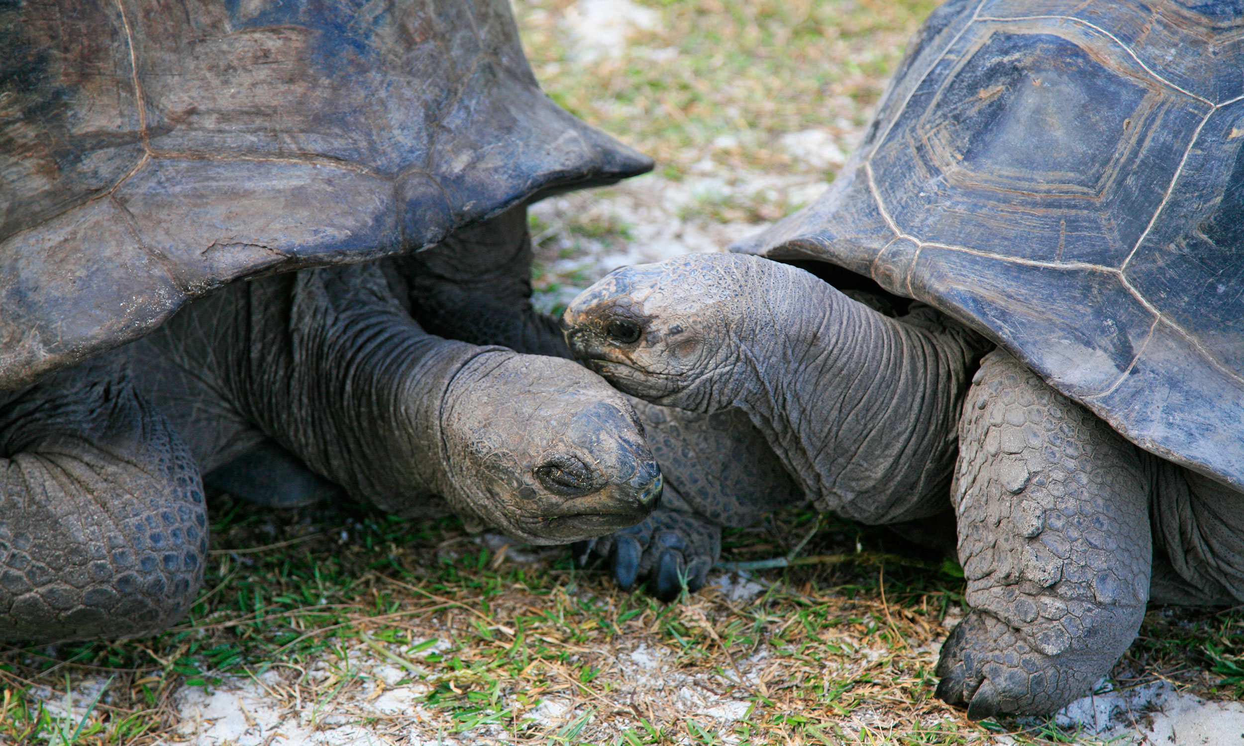 Des tortues terrestres géantes d’Aldabra sur l’île Curieuse