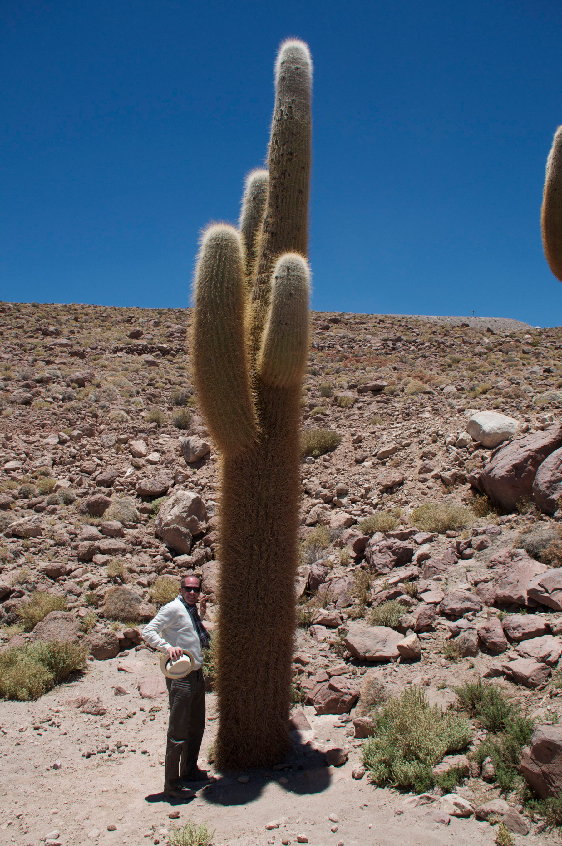 Des cactus de cinq mètres de haut en plein désert