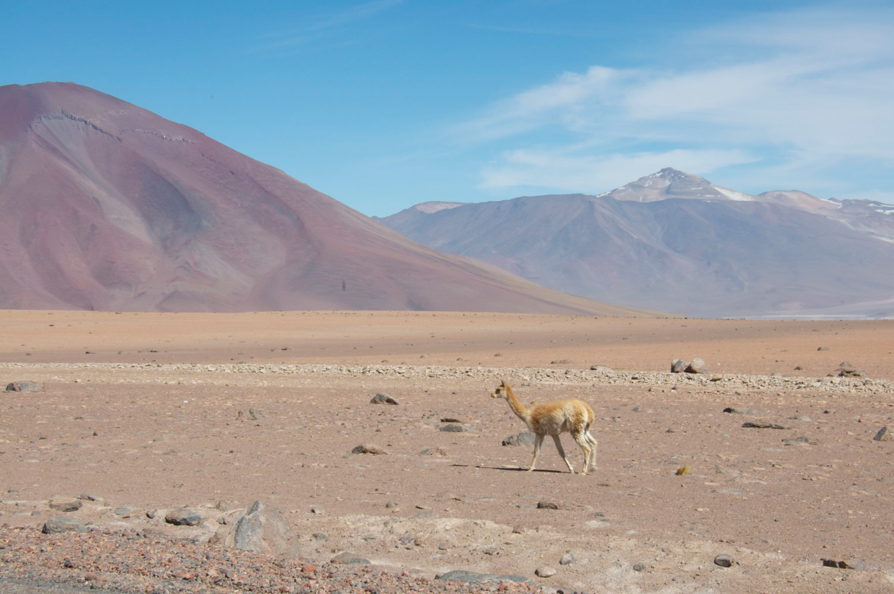Vigogne au milieu d’un paysage martien, au Chili