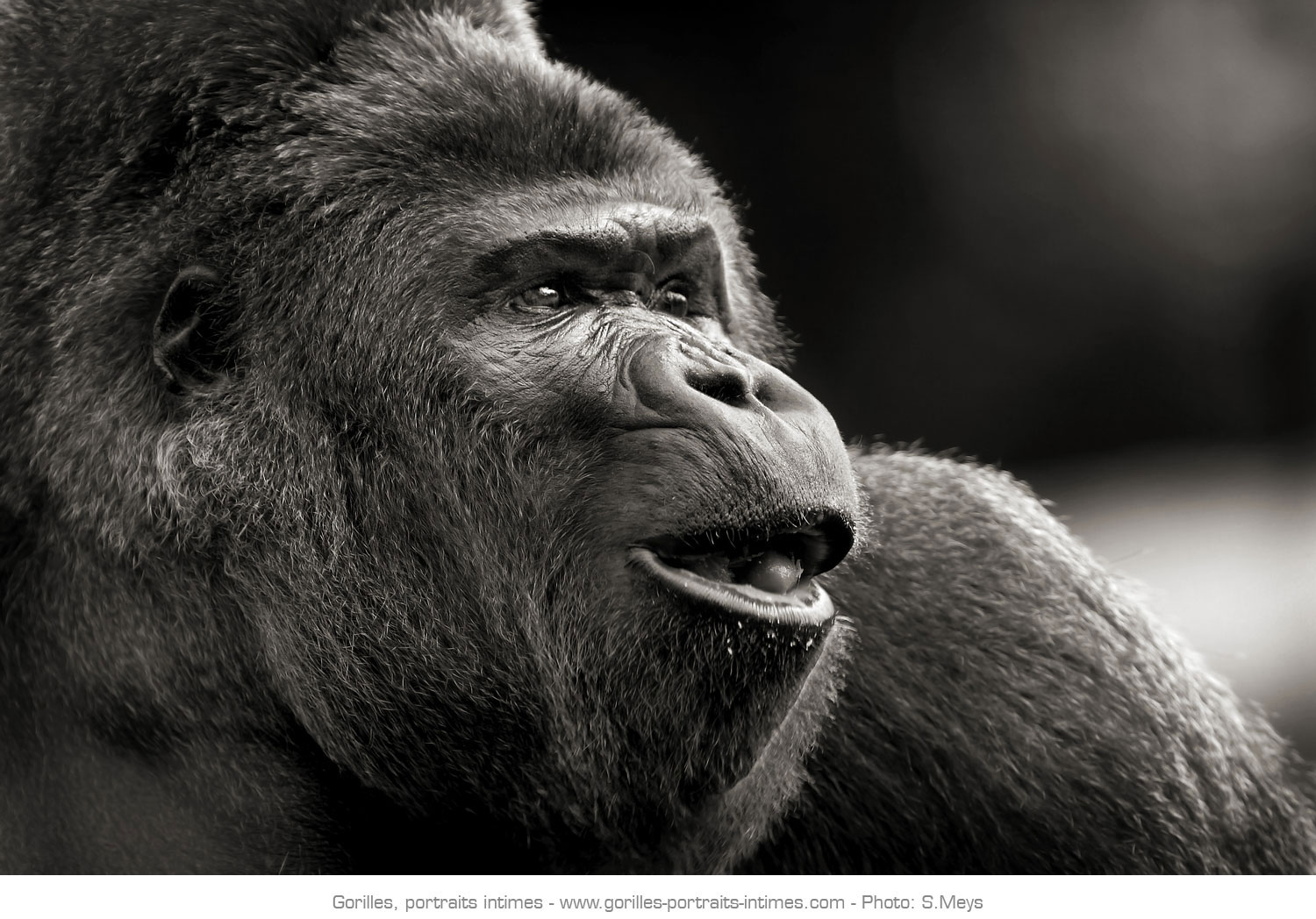Gorille en pleine communication vocale