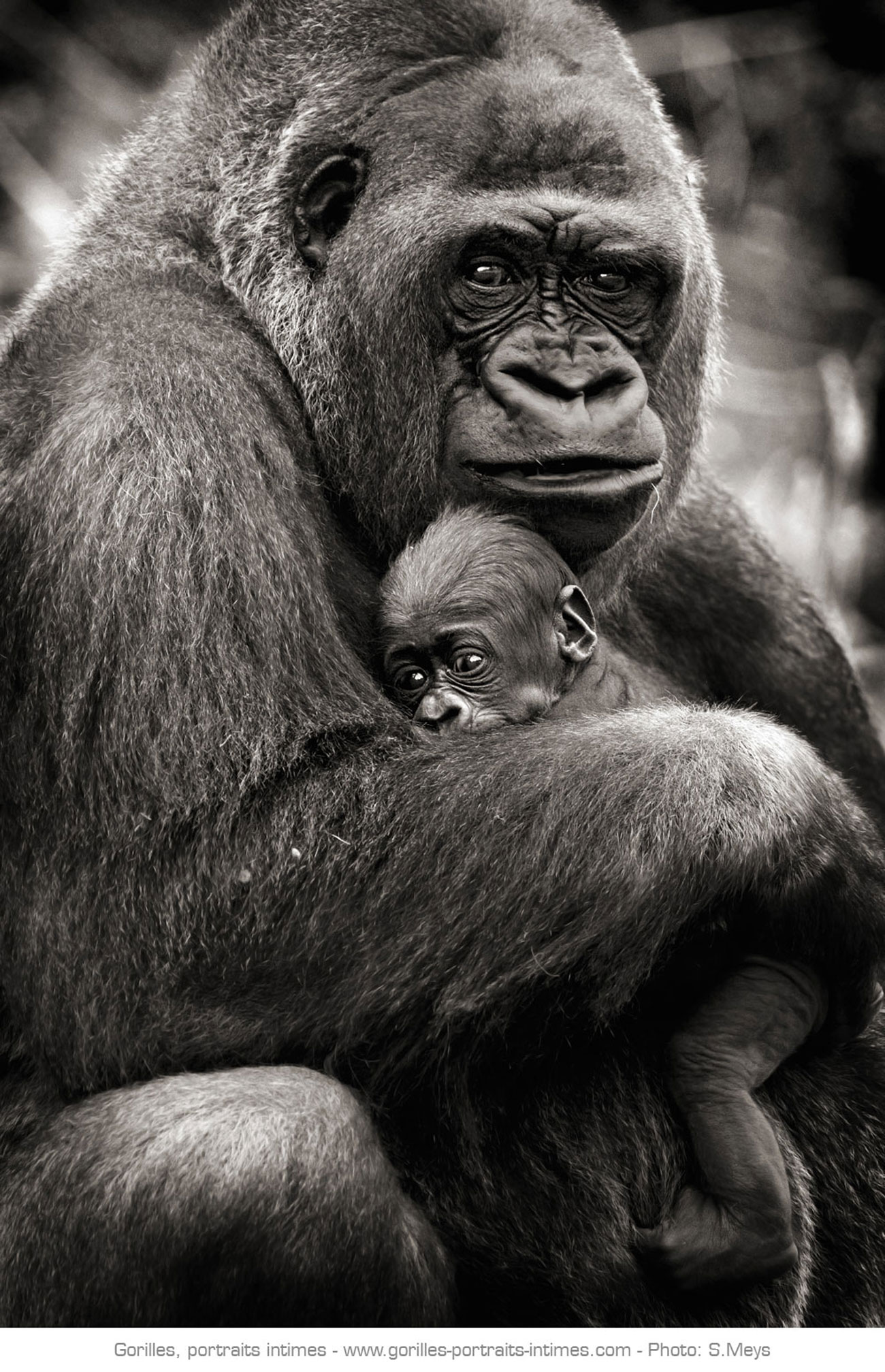 Maman gorille tenant son bébé dans les bras