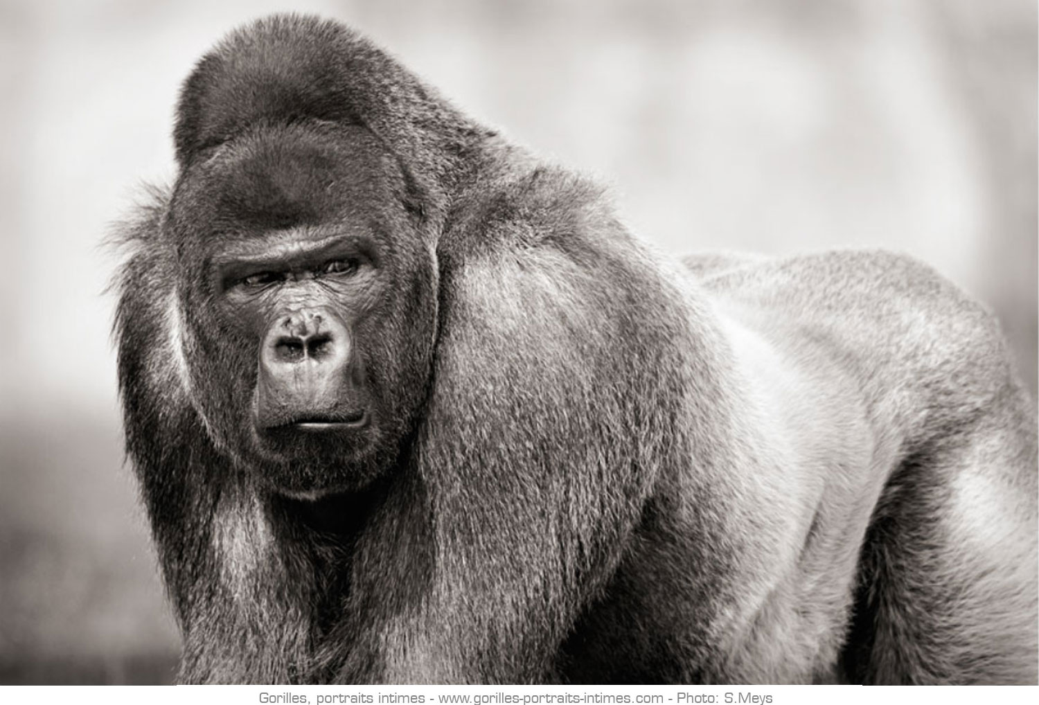 Mâle dominant aussi appelé dos argenté chez les gorilles
