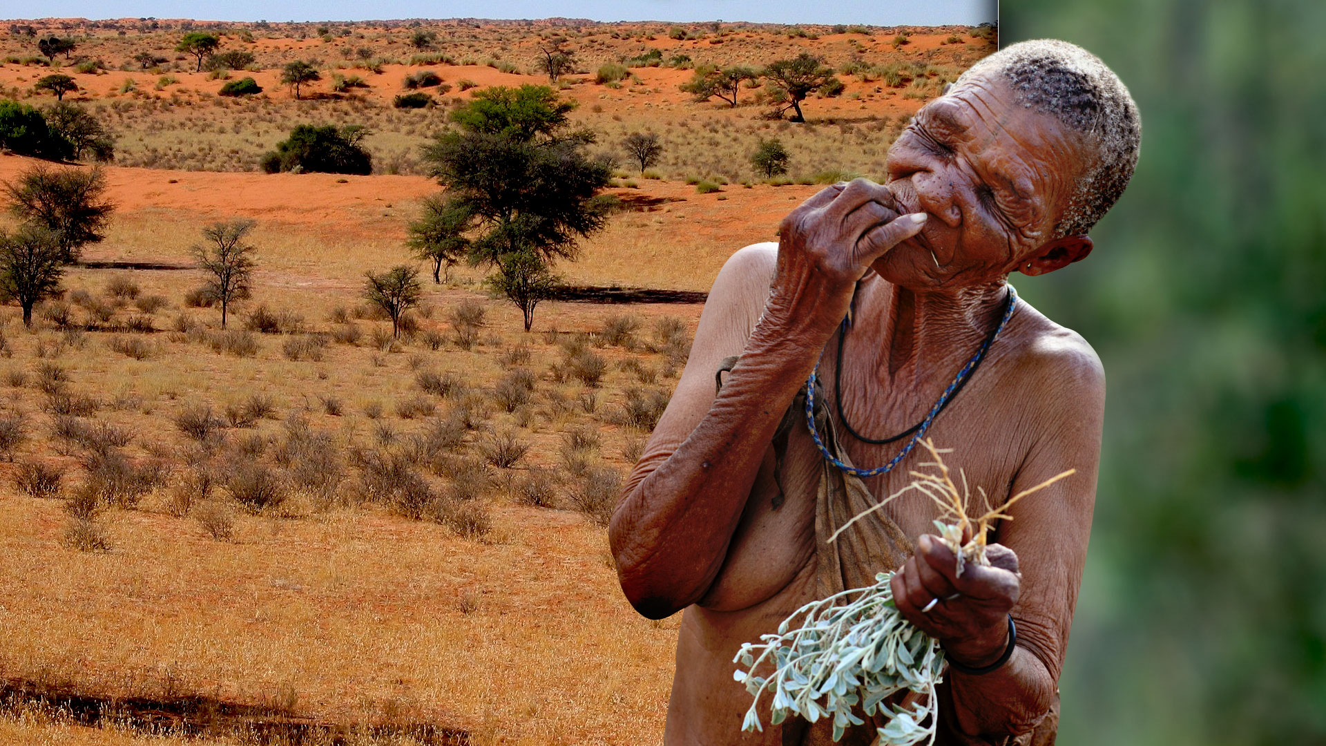 Les femmes bochimanes, des as de la cueillette, en Afrique australe
