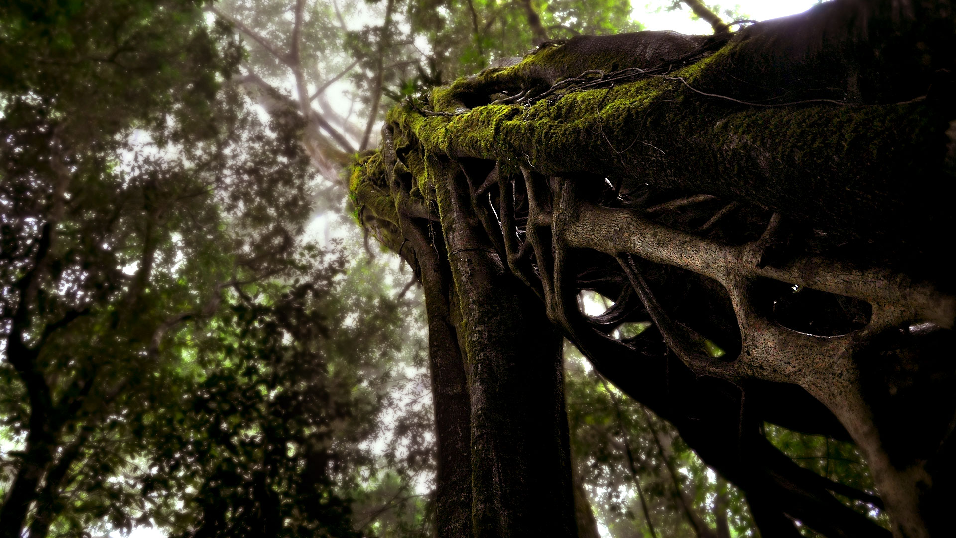 Les forêts de nuages de Monteverde, au Costa Rica