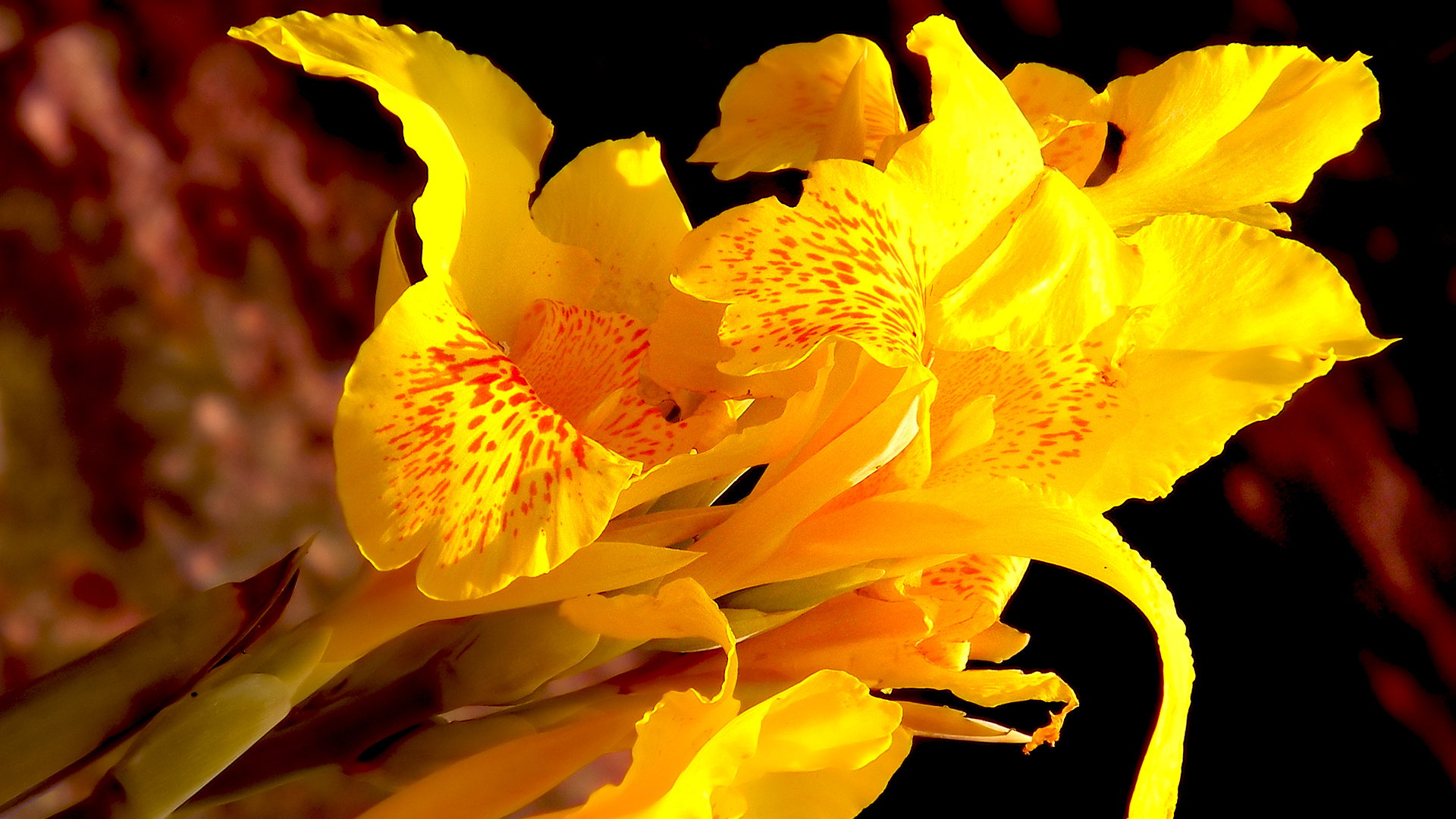 Les cannas jaunes, des plantes magnifiques