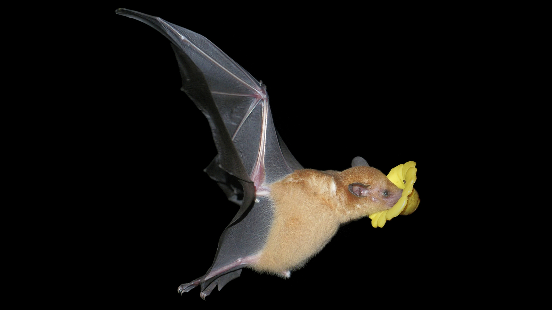 Une chauve-souris buvant le nectar d'une fleur