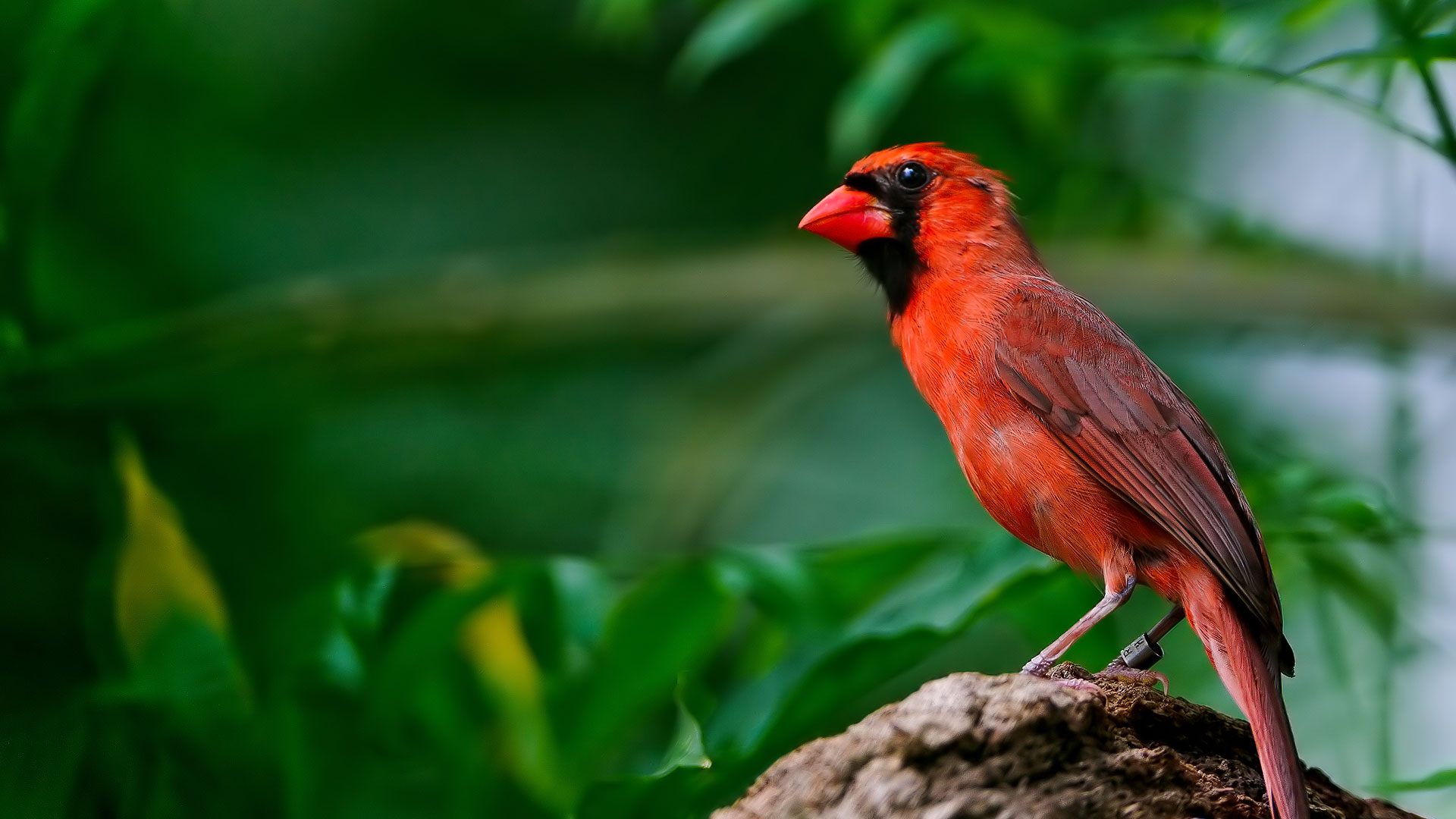 Le cardinal rouge