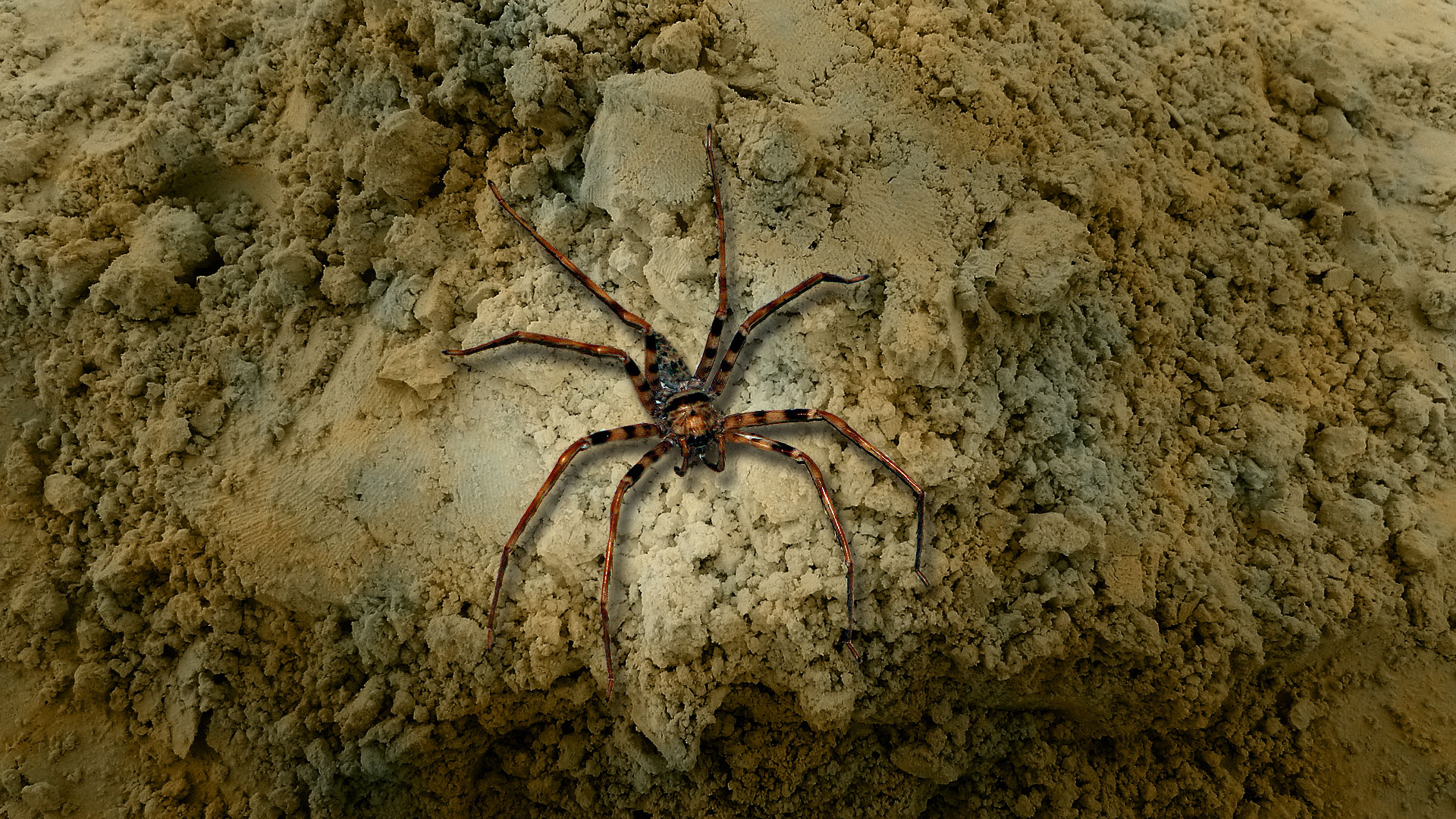 Heteropoda maxima, l’une des plus grandes araignées du monde