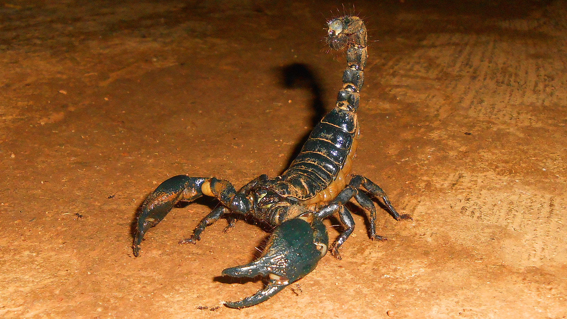 Le scorpion géant d’Afrique, impressionnant mais docile