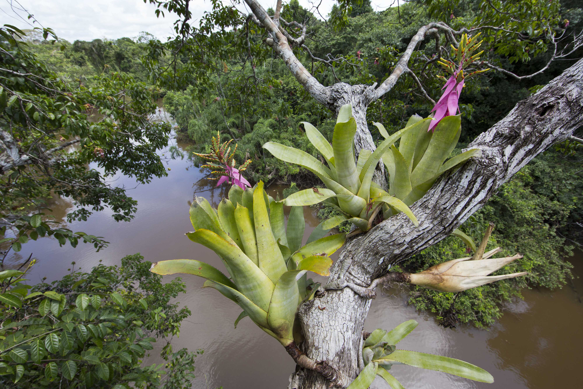 Les broméliacées, des plantes épiphytes du Pérou