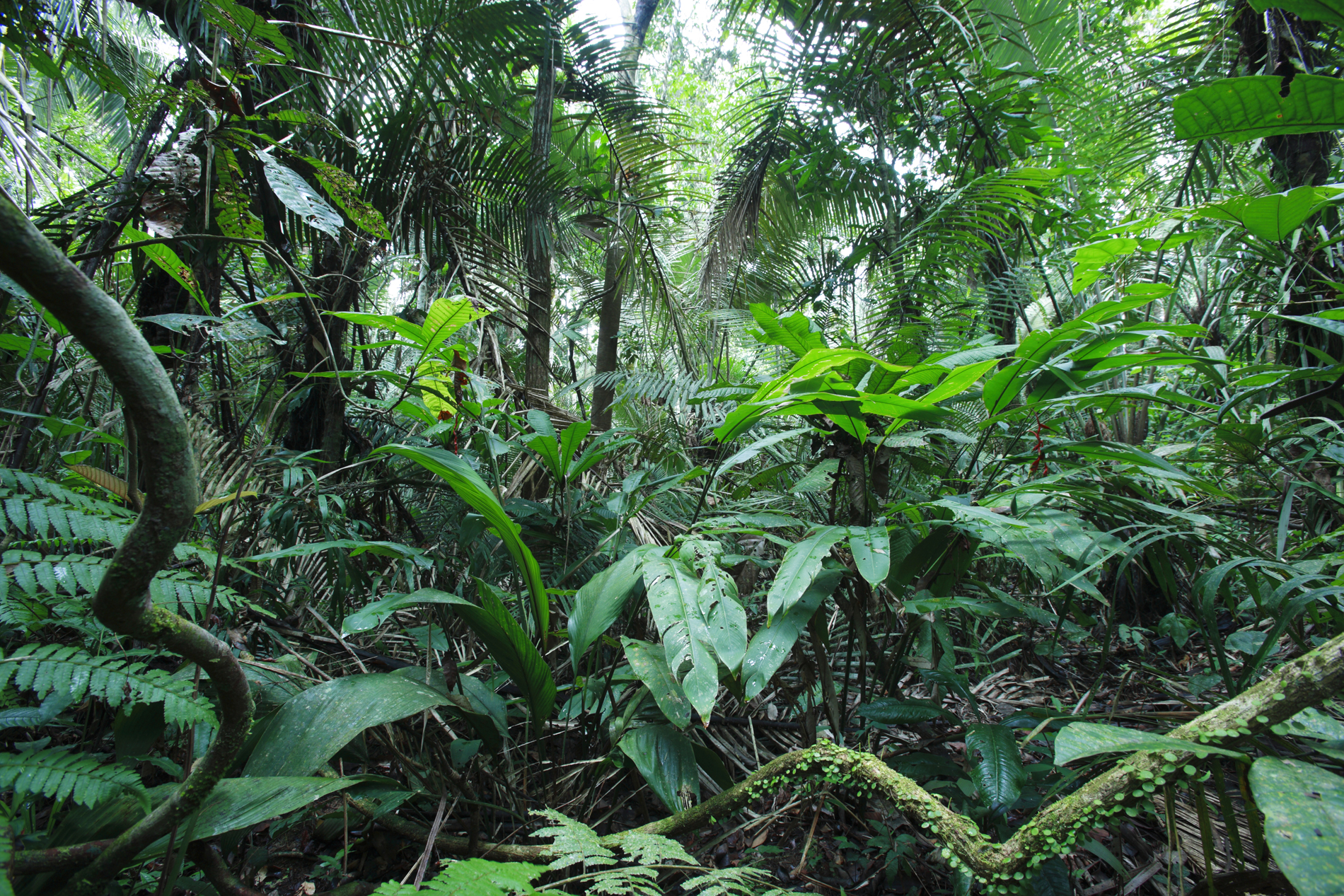 Forêt primaire amazonienne et sa canopée
