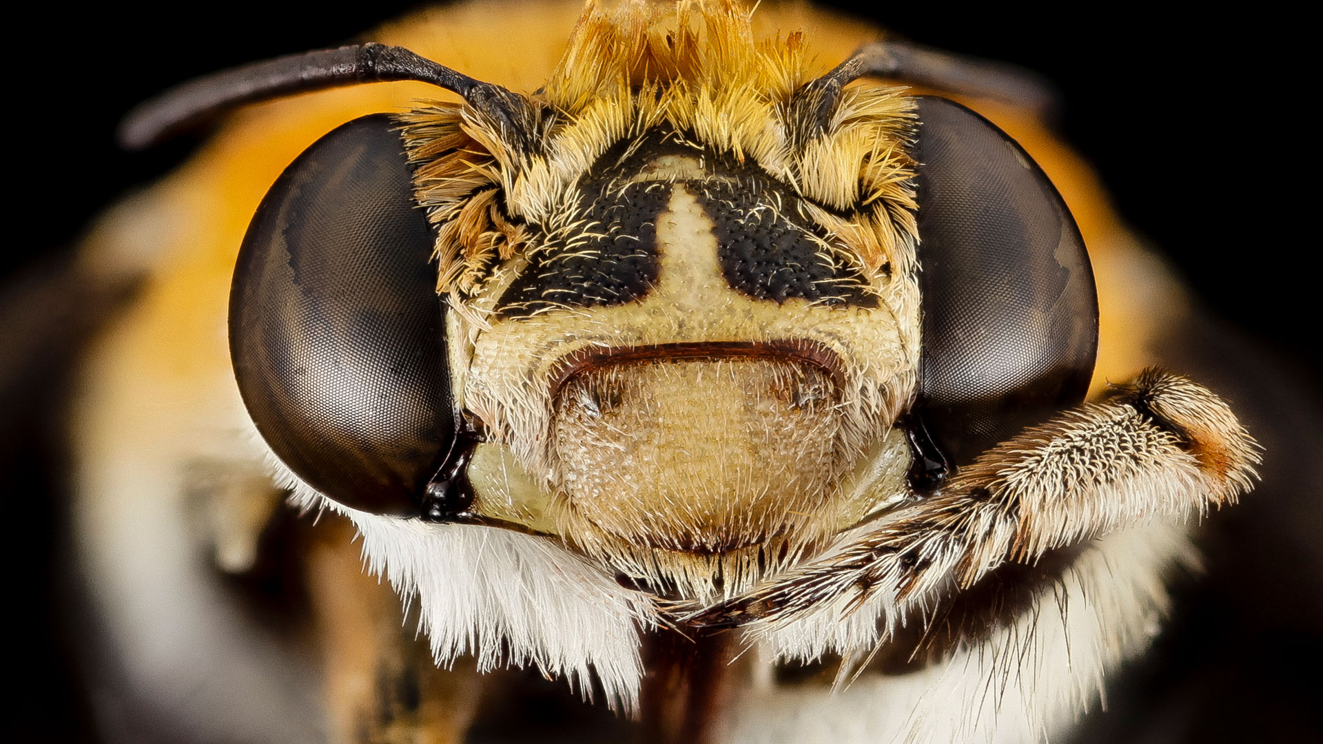 Tête d'une abeille Amegilla (Afrique du Sud). © USGS Bee Inventory and Monitoring Lab, CC by 2.0