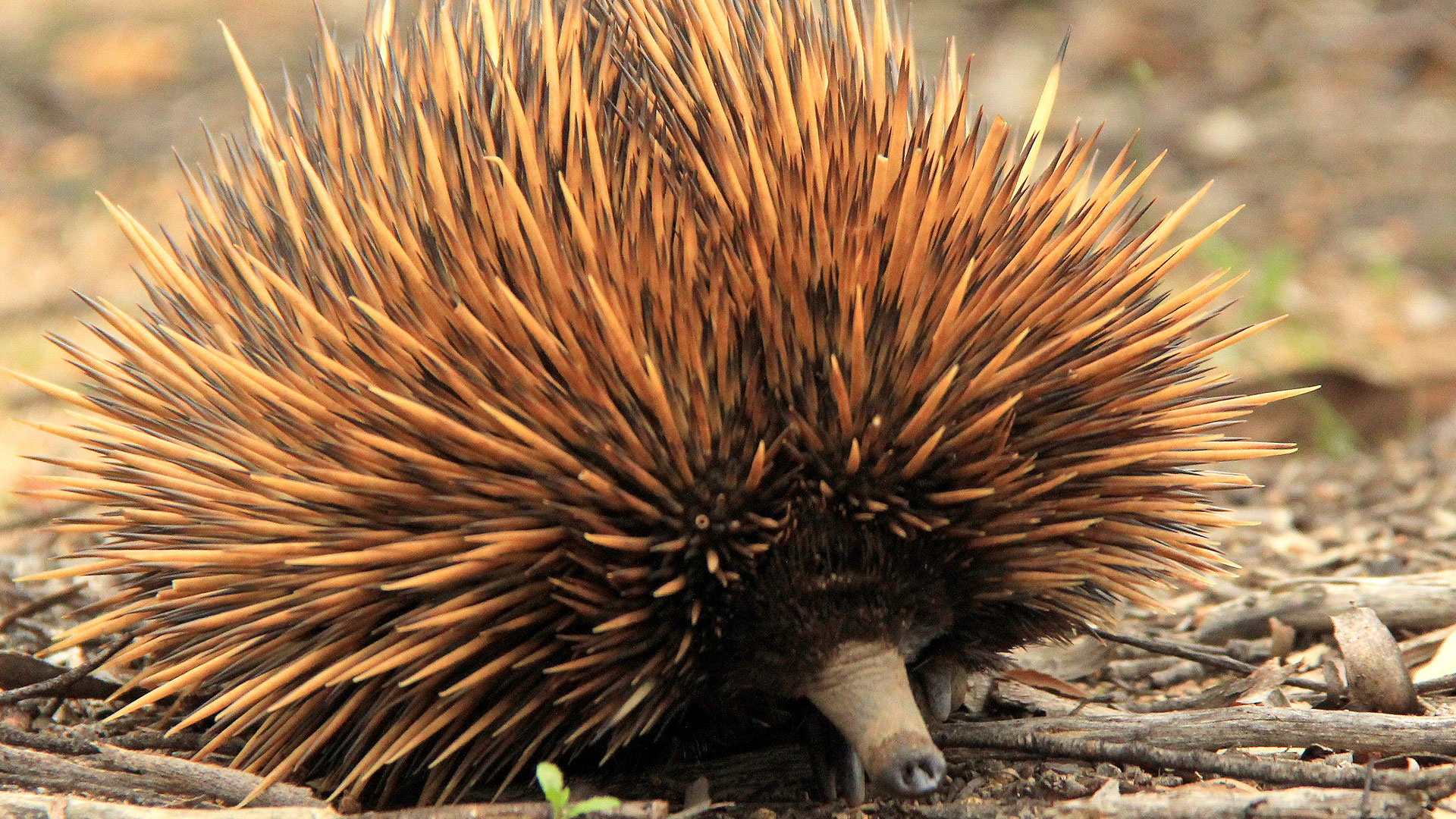 Voil Pourquoi Les Ornithorynques Sont Si Bizarres Voil Pourquoi Les Ornithorynques Sont Si Bizarres