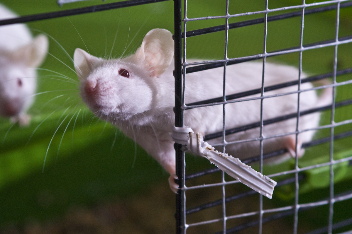 Les souris de laboratoire sont très utiles pour étudier le fonctionnement du cerveau. Dans cette expérience, les auteurs se sont intéressés à l’extinction de la mémoire&nbsp;chez ces rongeurs. Ils ont mis en évidence une protéine, appelée Tet1, qui joue un rôle clé dans le processus. © Miles Cave, Flickr, cc by nc nd 2.0