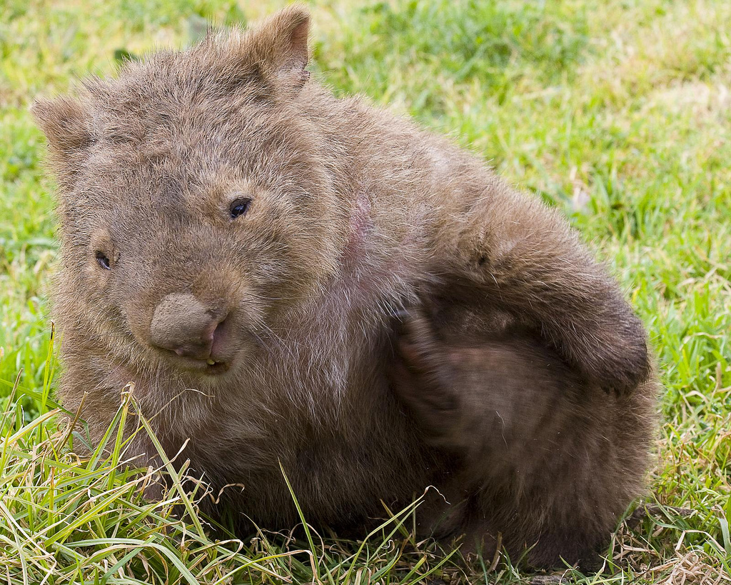 Le wombat, un curieux animal d'Australie