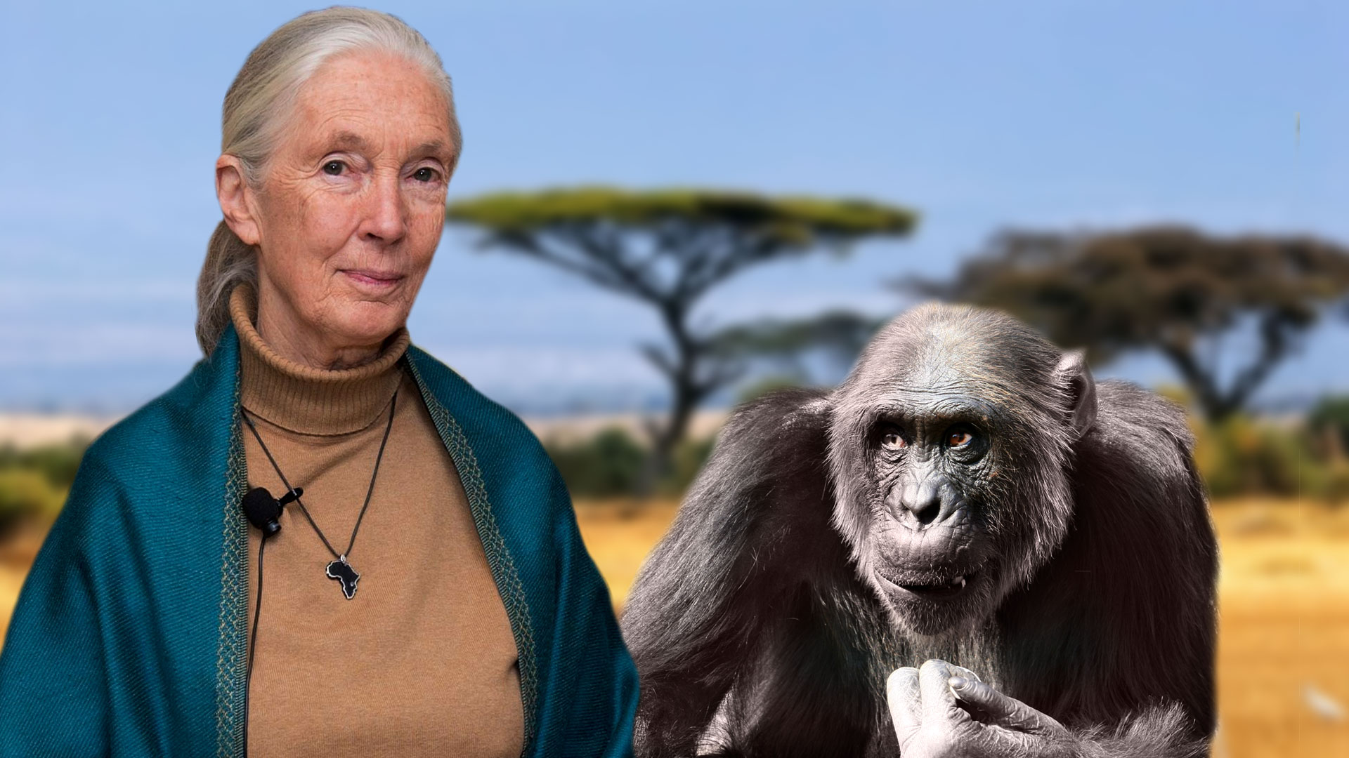 Jane Goodall est une primatologue, éthologue et anthropologiste britannique. Elle a consacré sa vie à l’étude des chimpanzés et publié de nombreux travaux qui ont transformé la vision que les Hommes se font des primates et des animaux en général. Dans les années 1960, en étudiant les chimpanzés du parc national Gombe, en Tanzanie, elle découvre, notamment, qu'ils savent fabriquer un outil, en l'occurrence un attrape-fourmis. Grande militante du droit des animaux, elle est messagère des Nations unies pour la paix. © Nick Stepowyj, Flickr, licence CC 2.0 ;&nbsp;Martin Pettitt, Flickr, licence CC 2.0