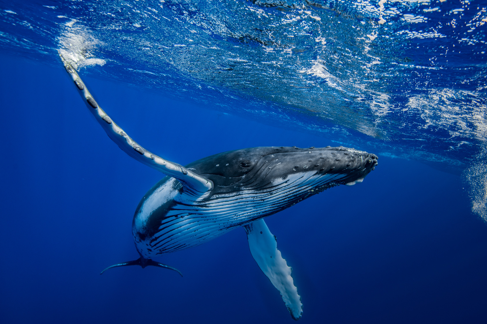 Les baleines à bosse pourront bientôt compter sur l’IA de Google pour vivre un peu plus en paix. © romain, Fotolia

