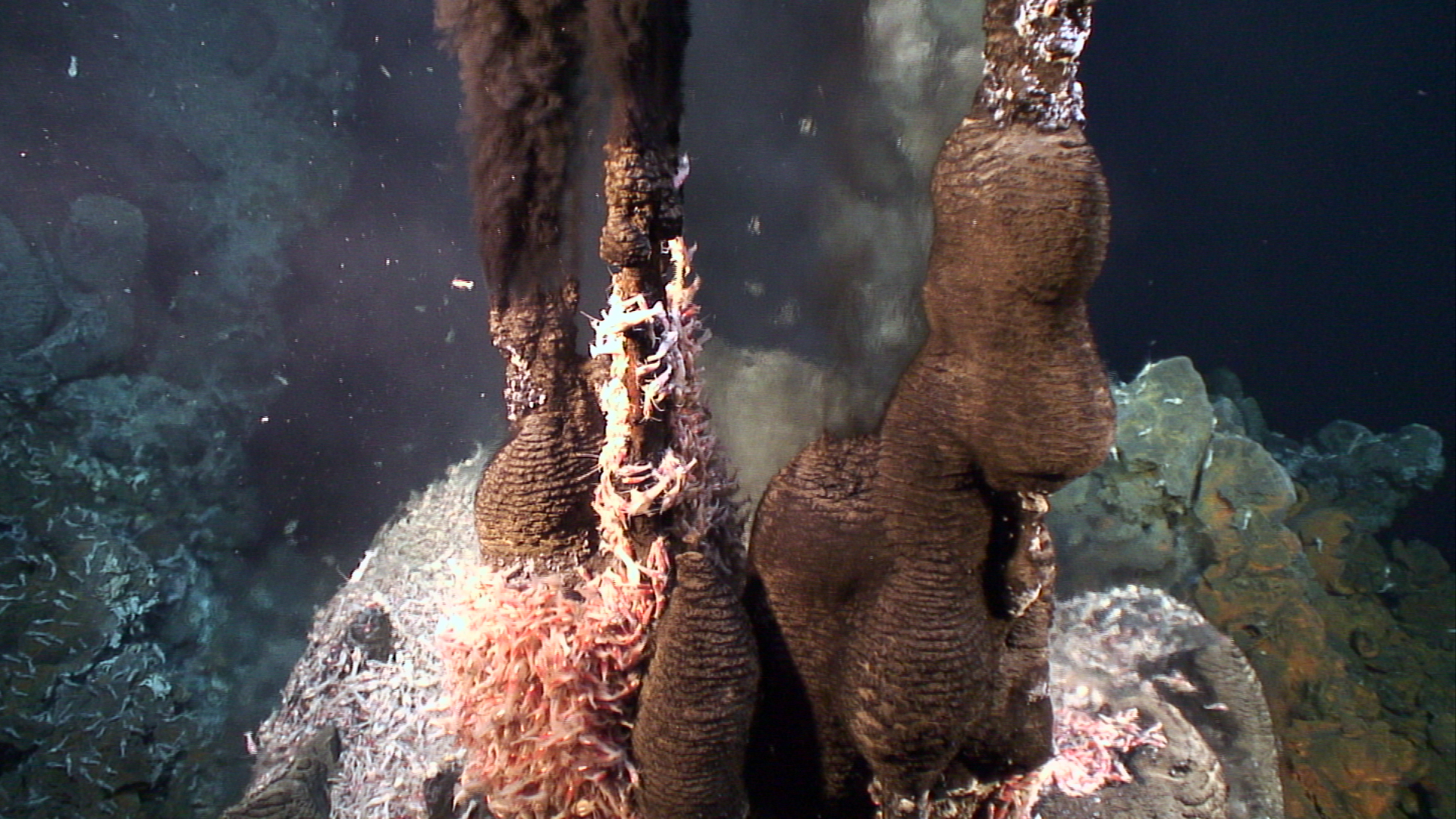 Image de cheminées hydrothermales, autour desquelles la vie s'est développée&nbsp;à foison.&nbsp;© Victor 6000,&nbsp;Ifremer, nc nd