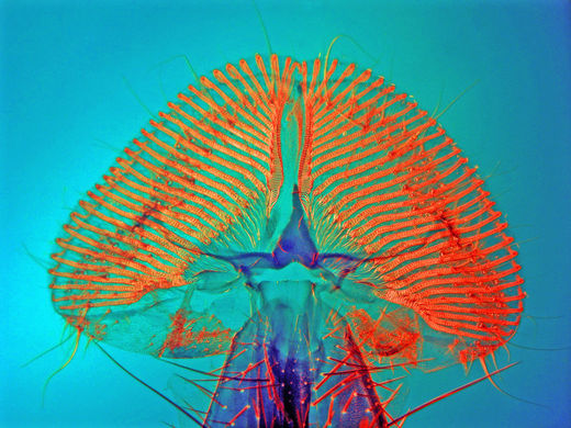 La trompe ou proboscis de la mouche Calliphoridae