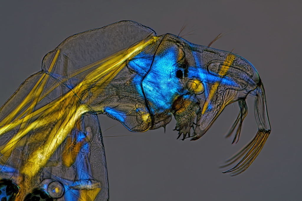 Une larve de moucheron du genre Chaoborus