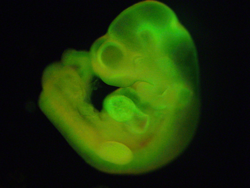 Les cellules souches induites par un stress, ou STAP (pour stimulus-triggered acquisition of pluripotency, en anglais) sont en cœur d’une polémique. La chercheuse à l’origine de leur découverte, Haruko Obokata, doit justifier de la validité de certaines figures et démontrer que ses résultats sont vrais. Sur cette image, on peut observer un embryon de souris obtenu à partir d’une STAP fluorescente. © Haruko Obokata, Nature