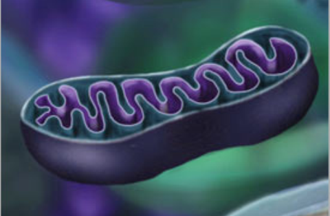 Il est actuellement admis que la mitochondrie est une ancienne bactérie ingérée par une cellule ancestrale. Elle fabrique l’énergie nécessaire à la cellule eucaryote pour fonctionner. Elle permettrait également d’évaluer la longévité du ver Caenorhabditis elegans. © hasserin, Flickr, cc by nc sa 2.0