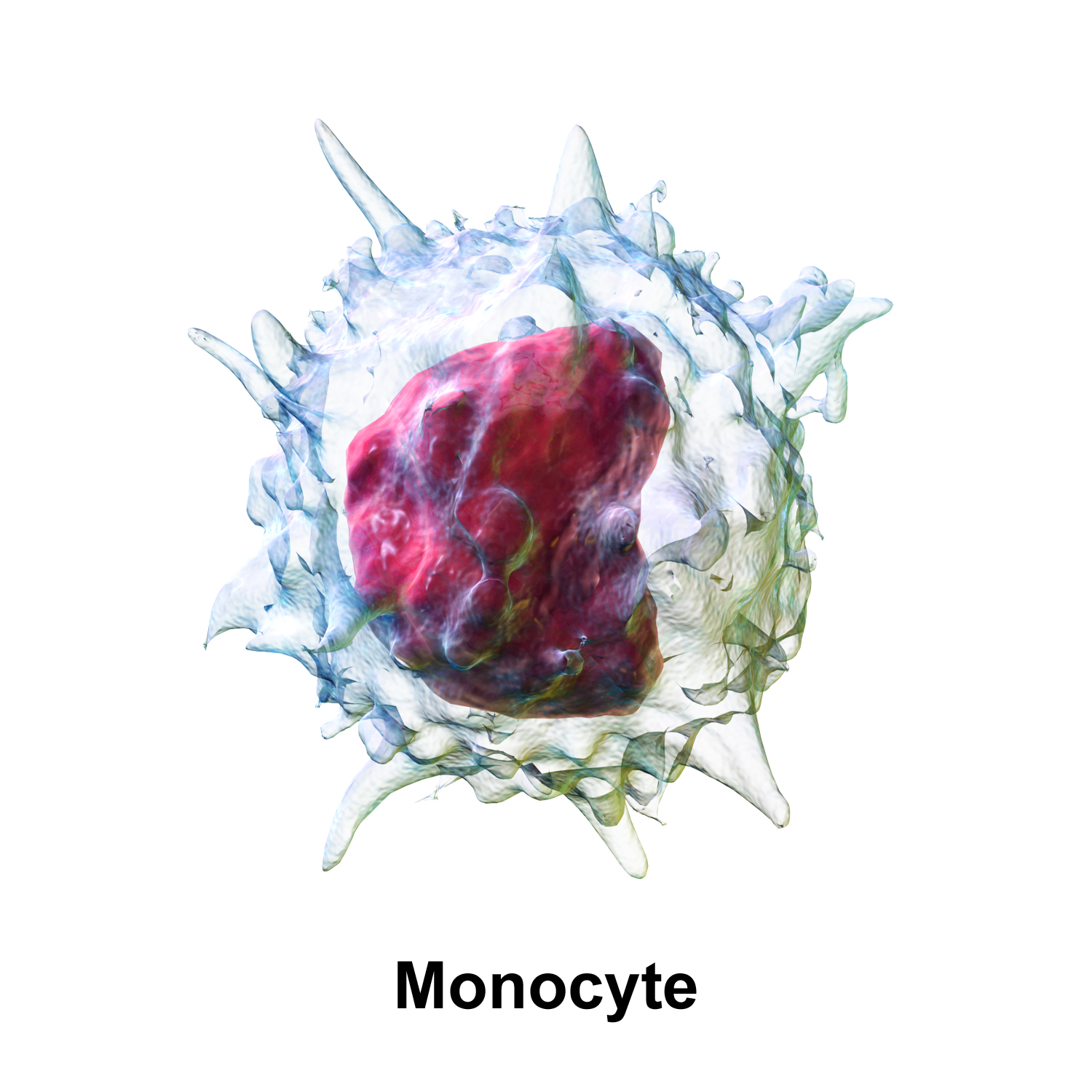 Les monocytes sont les plus grosses cellules qui circulent dans le sang. Elles jouent un rôle important dans la réaction immunitaire et sont capables de réaliser la phagocytose. Elles sont aussi impliquées dans la réponse inflammatoire, notamment celle qui se produit en excès après une crise cardiaque.&nbsp;Grâce&nbsp;à des microbilles de plastique chargées négativement, des chercheurs états-uniens ont pu neutraliser ces cellules et réduire l’inflammation. © BruceBlaus, Wikimedia Commons, cc by 3.0