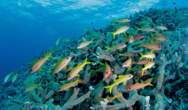 L’activité humaine réduit peu à peu la biodiversité des poissons ainsi que l’intensité des activités au sein des écosystèmes coralliens. © Jean-Michel Boré, IRD