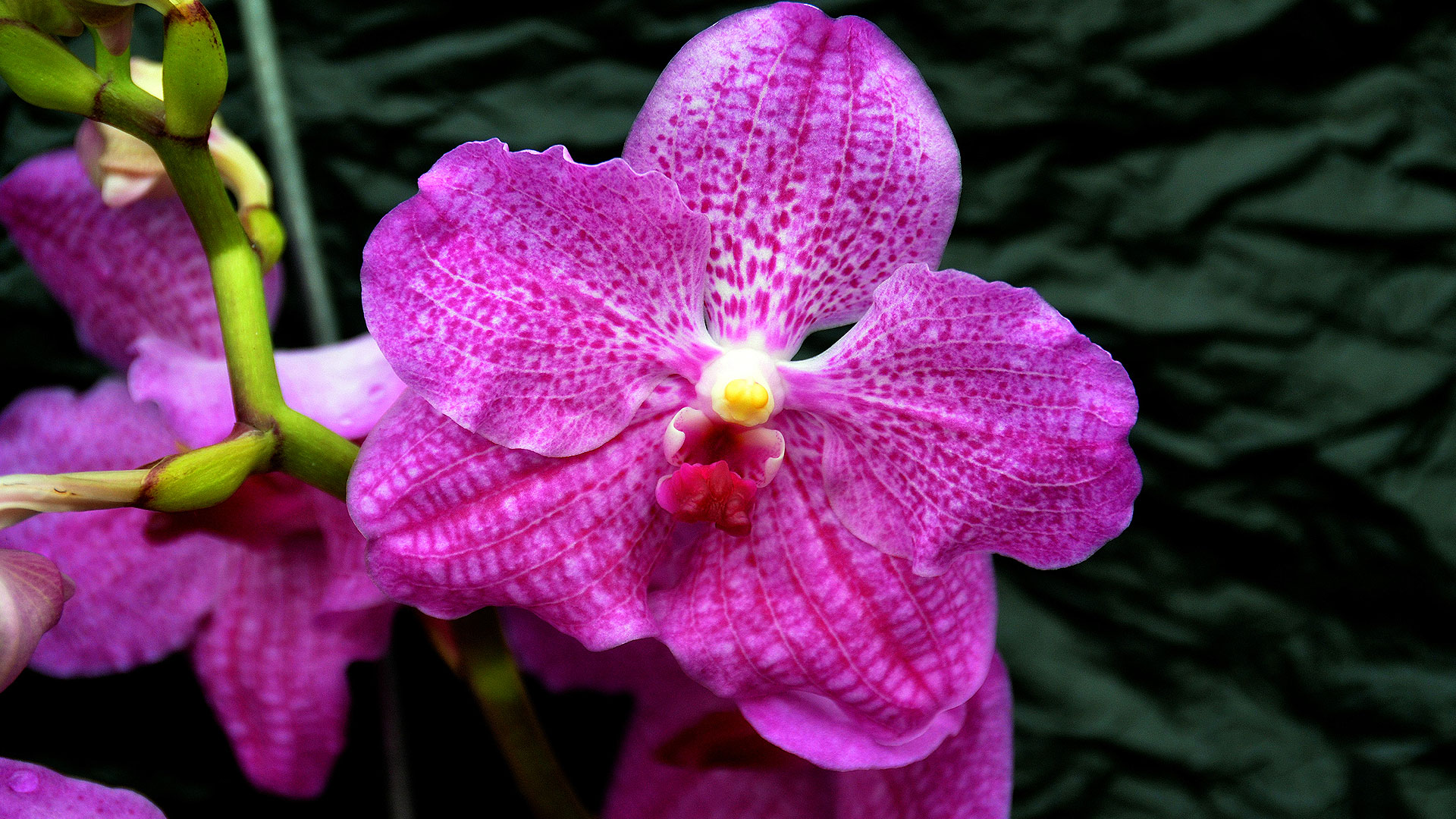 Vanda, un genre d'orchidées épiphytes