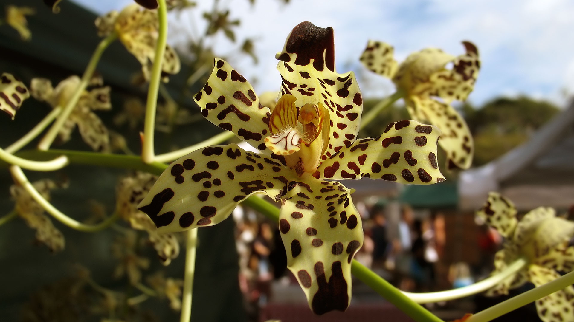 Les espèces d'orchidées menacées