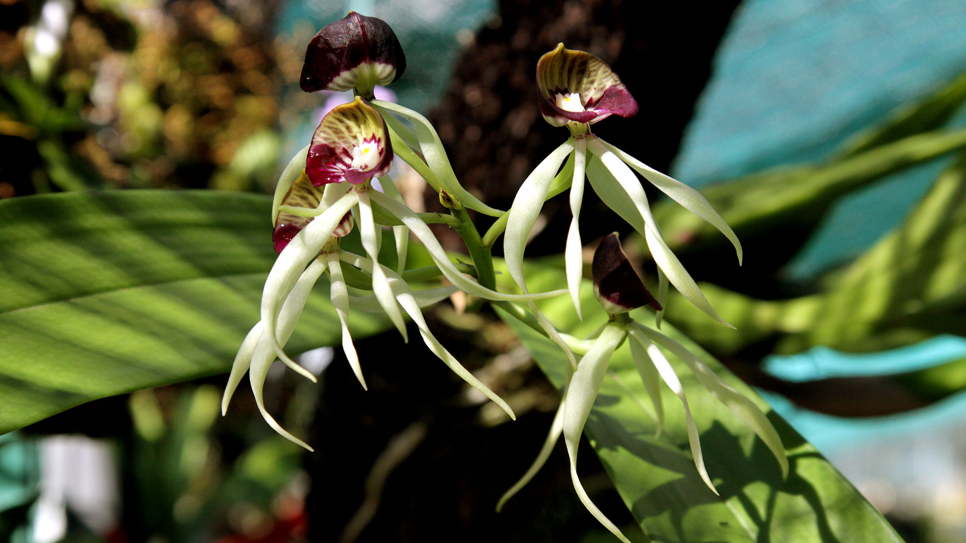 L'orchidée noire ou Anacheilium cochleatum, la fleur nationale du Belize