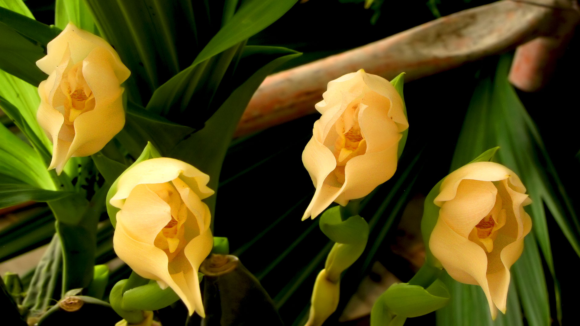 Anguloa, une orchidée-tulipe d'Amérique tropicale