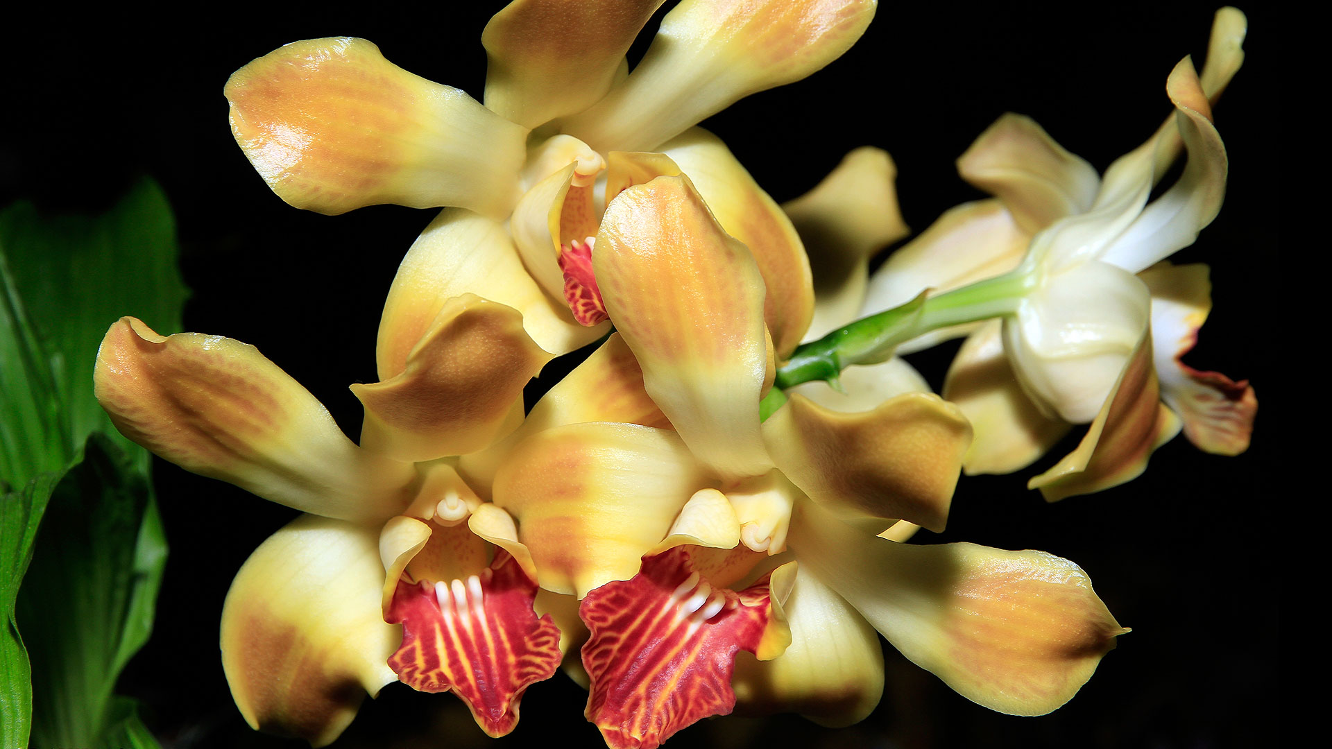 L'orchidée du genre Chysis, au Mexique et au Pérou
