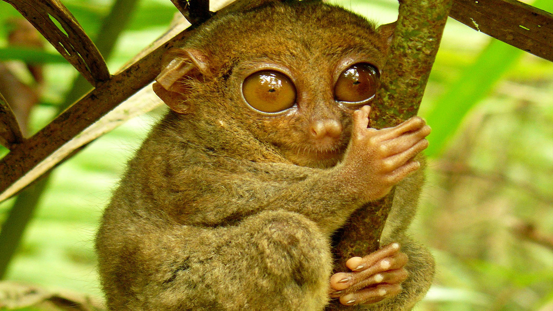 Le tarsier des Philippines, petit primate au cou élastique. Le tarsier des Philippines (Tarsius syrichta) est, comme son nom l’indique, une espèce endémique des Philippines. Il est incapable de bouger ses yeux mais peut tourner sa tête de 180 degrés. C’est l’un des plus petits primates du monde. Poids : entre 120 et 140 g Taille : entre 8 et 16 cm © Roberto Verzo, Flickr, cc by 2.0